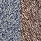 navy brown