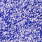 marled violet