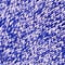 marled violet