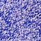 marled violet
