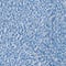 fern blue