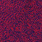 maroon astral blue